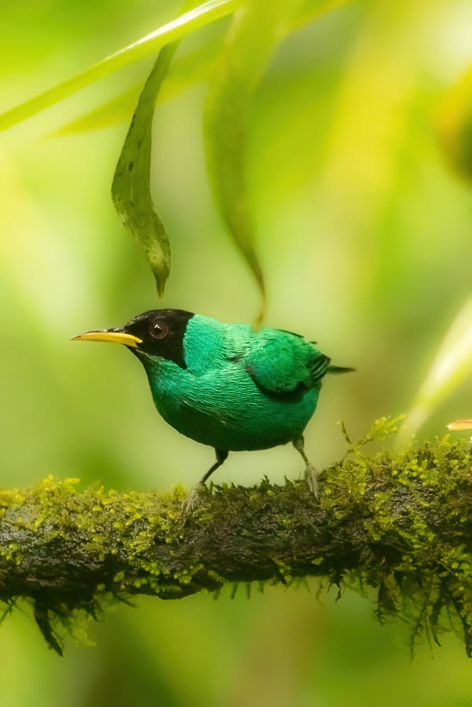 Birdwatching – Private Birding Tour (AM / PM)