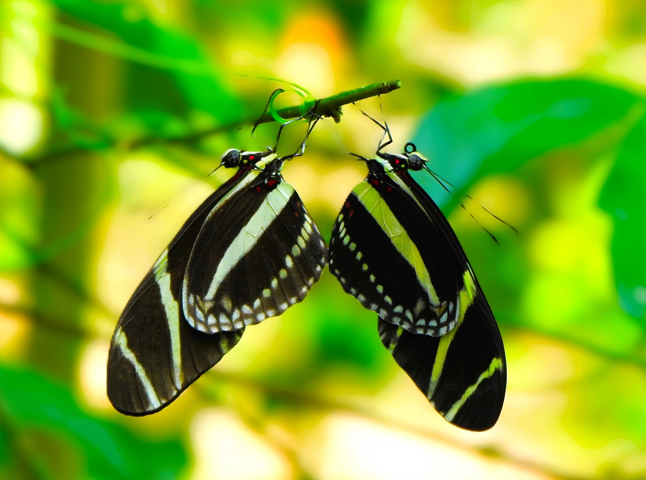 Daylight Wildlife Nature Tour – Private