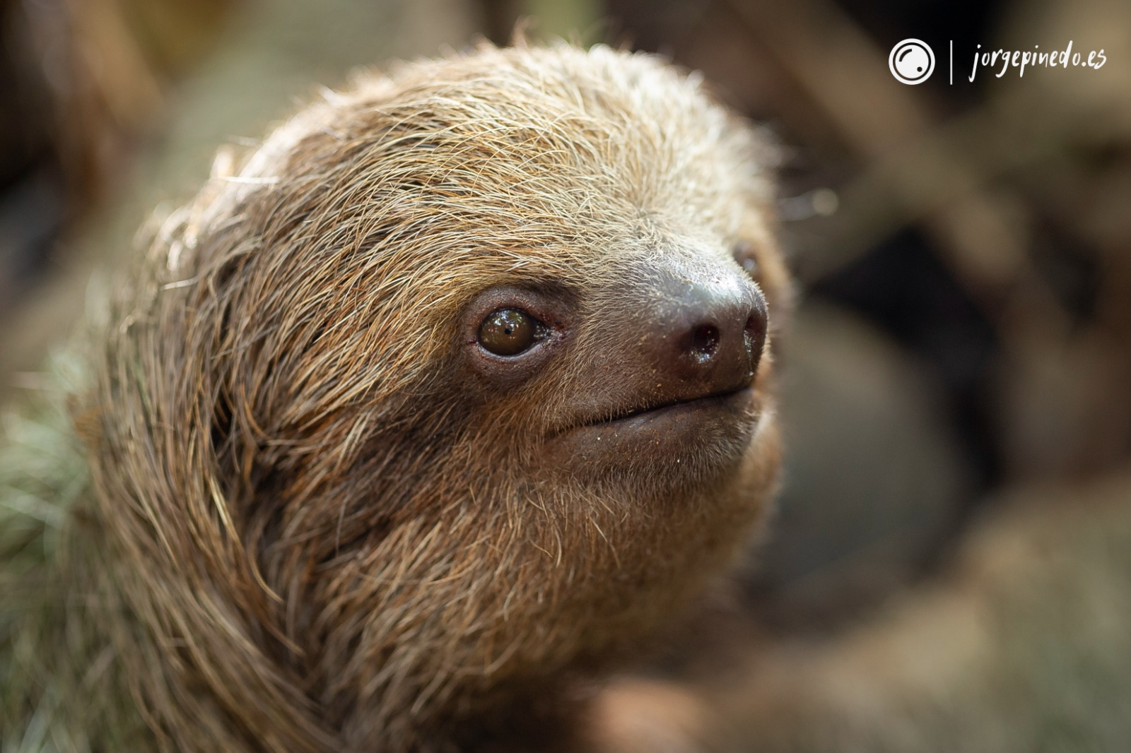 Sloth in Ecocentro Danaus
