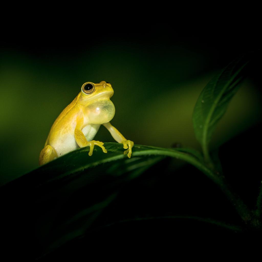 Frogs & Reptiles – Private Night Guided Tour
